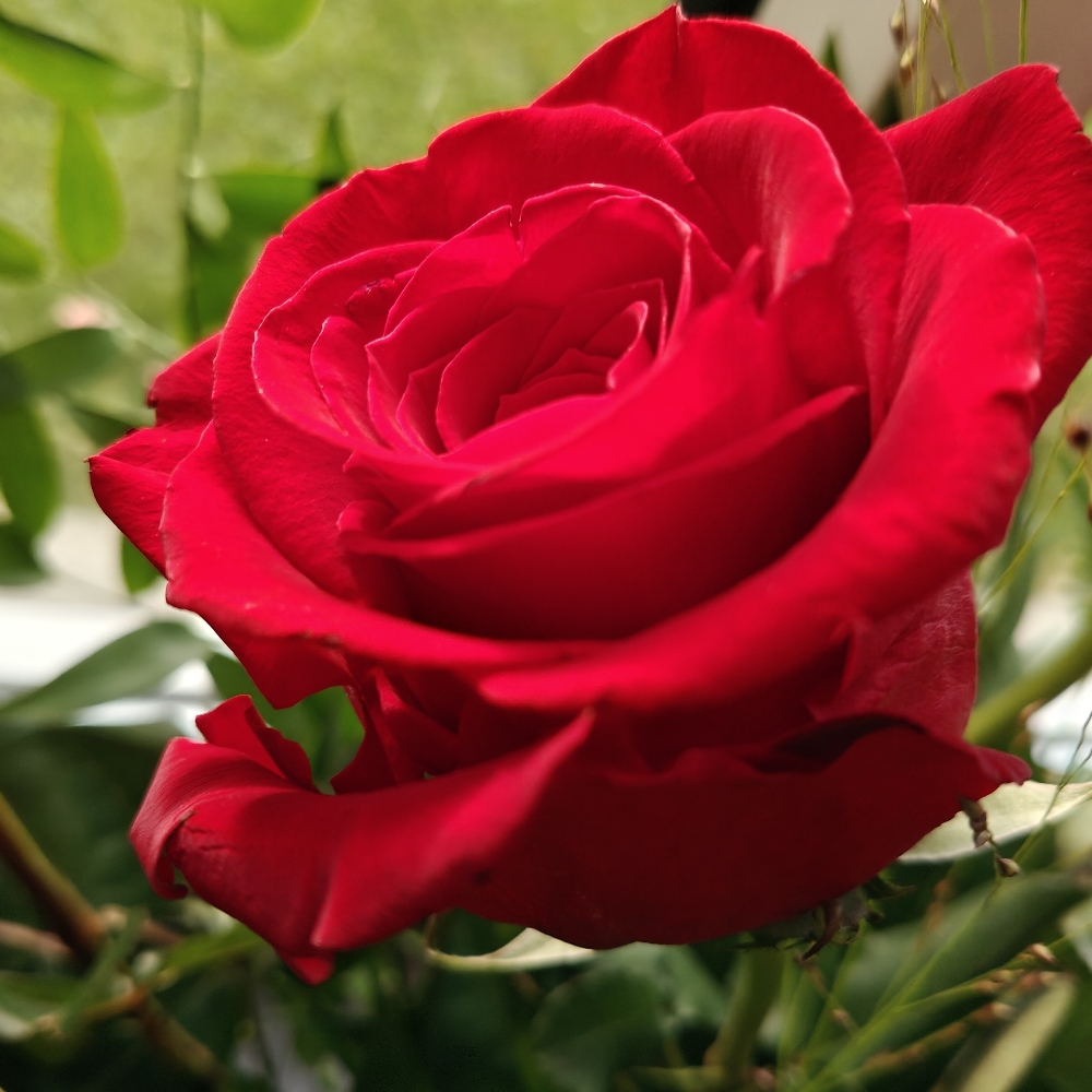 SOCIALT-NETVÆRK for M/K'er