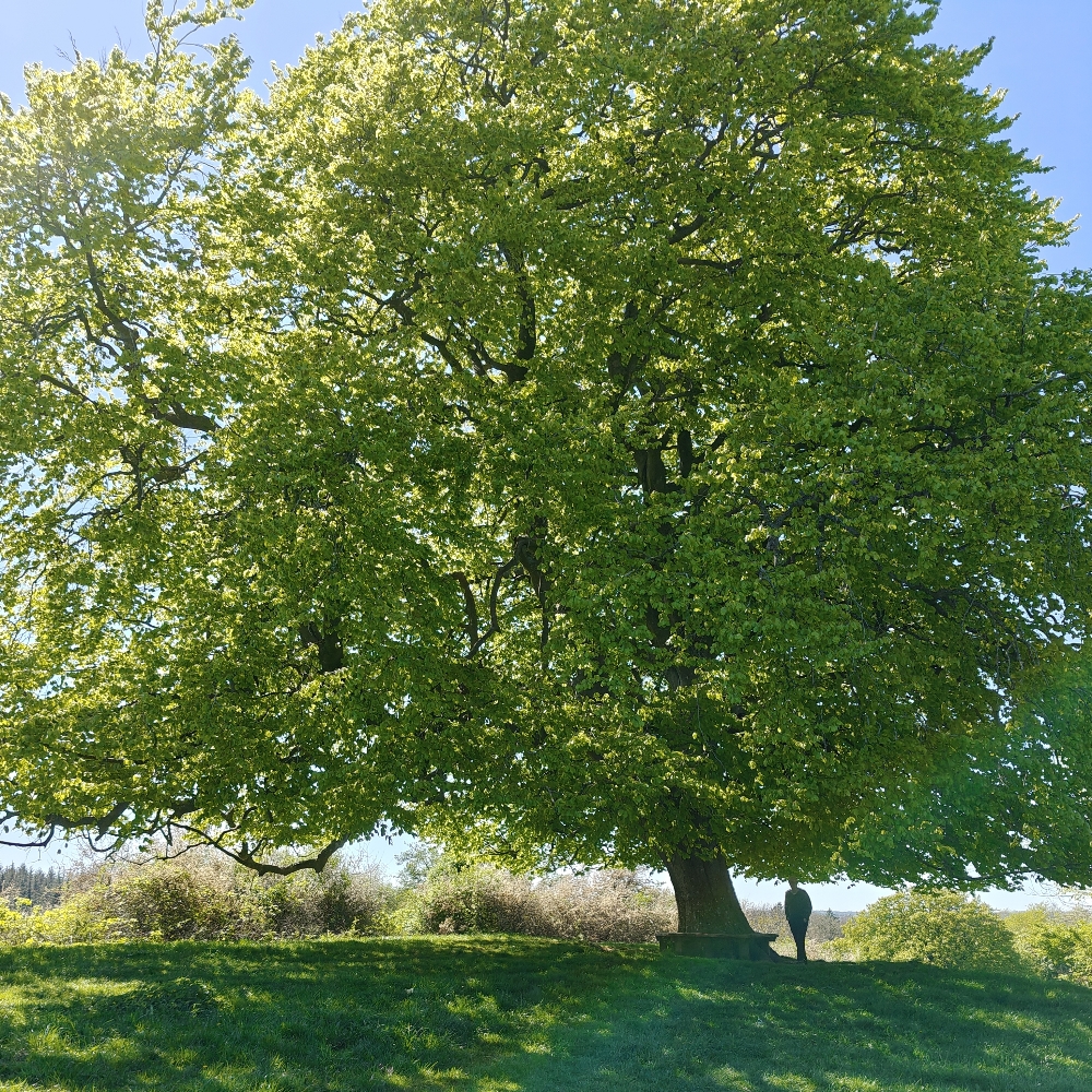 Ressourcestærke M/K'er til netværk