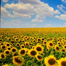 Søger andre med ADHD