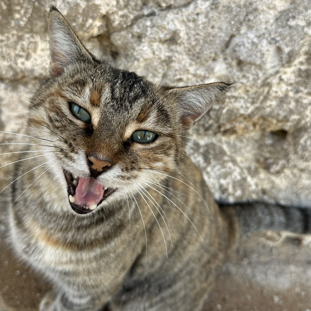 Sang gruppe/ synge sammen.