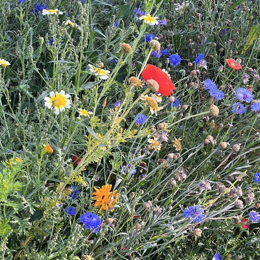 Helt almindelige ualmindelige 😉