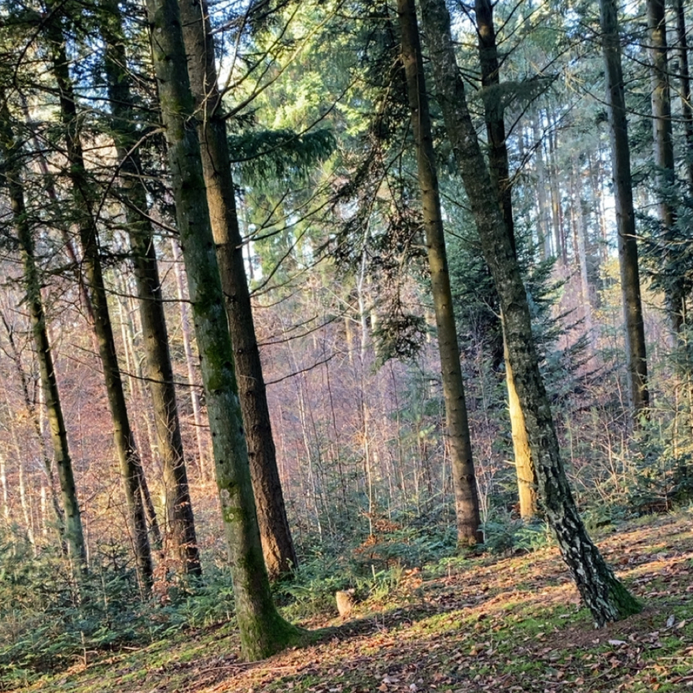 Søger nye venskaber 