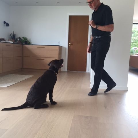 Fælles hundeaktiviteter.