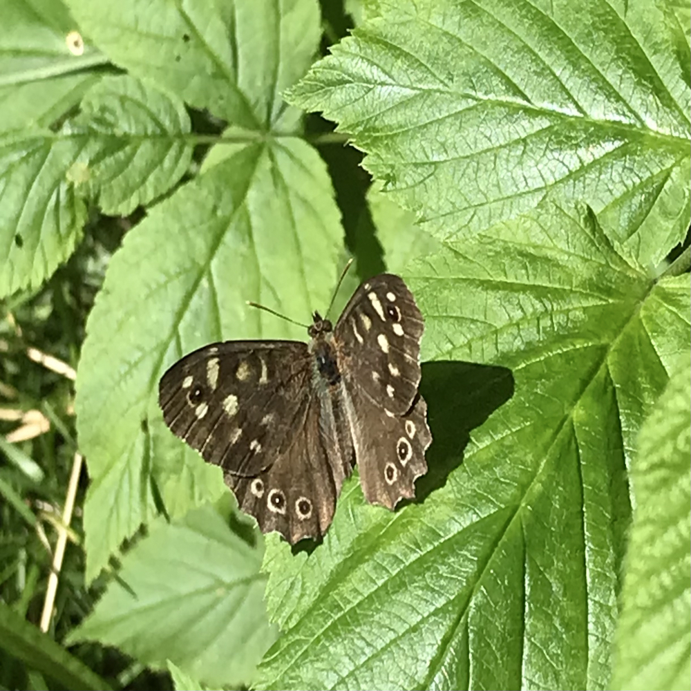 Naturmakker søges - uden romantik 