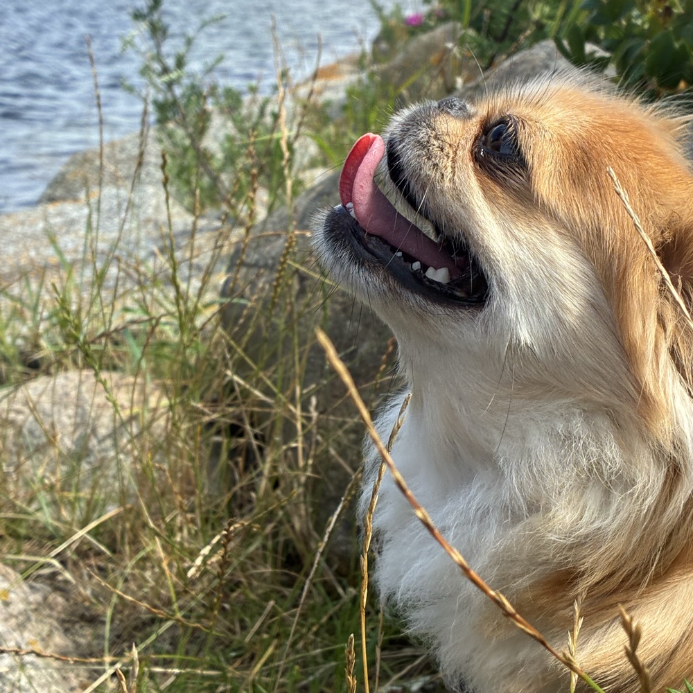 Introvert søger et ægte venskab 💕