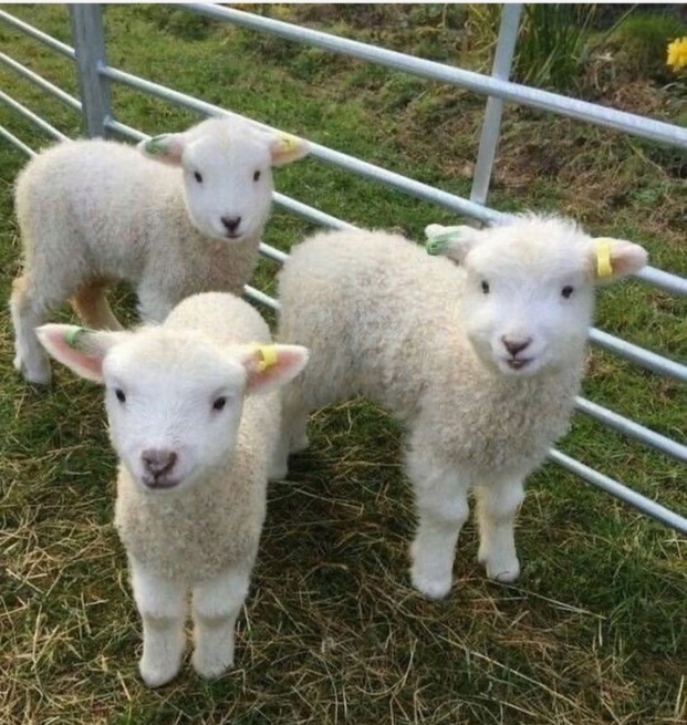 Veninder søges (december 2025)