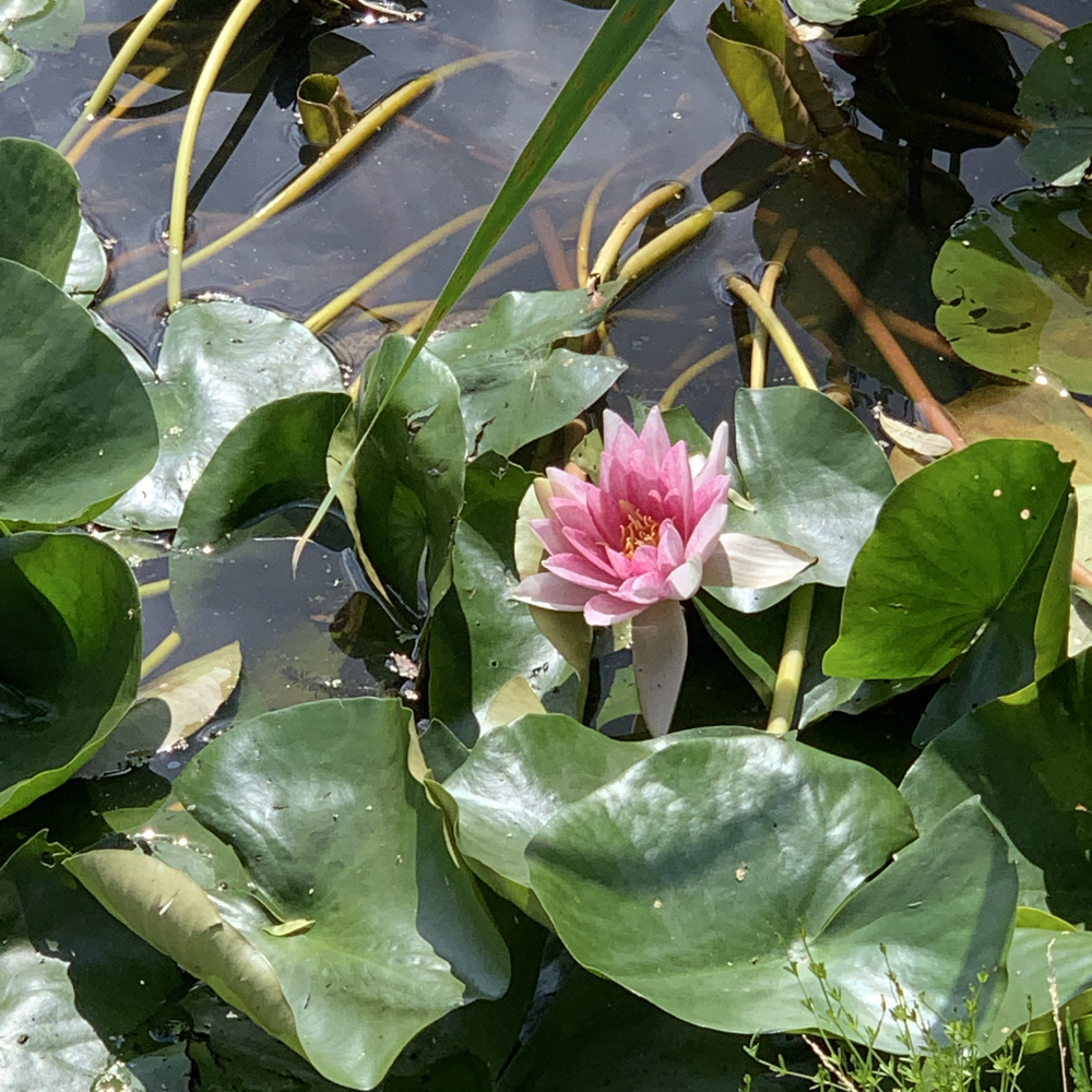 Pennevenner JA TAK 🤗