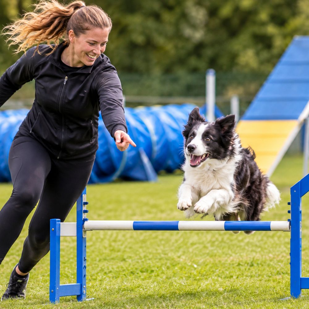 Agility med hund i København