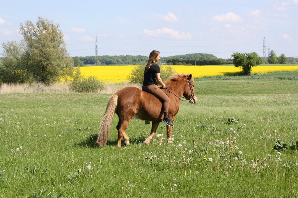 Sydsjællands Køre- og Rideforening