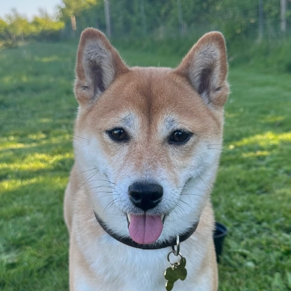 Motivations eller træningsmakker? 