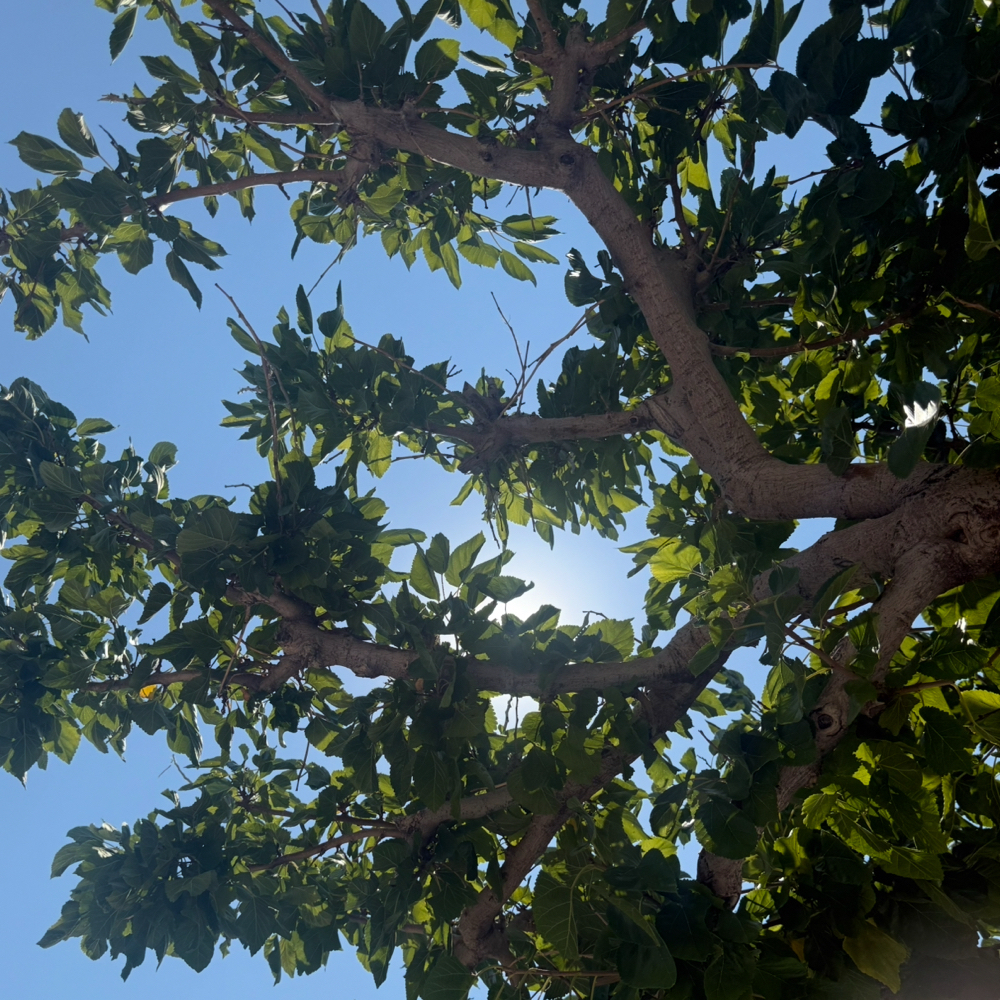 Fællesskab for kvinder, Herning