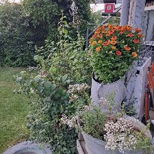 Reservebedste/Bonusfamilie