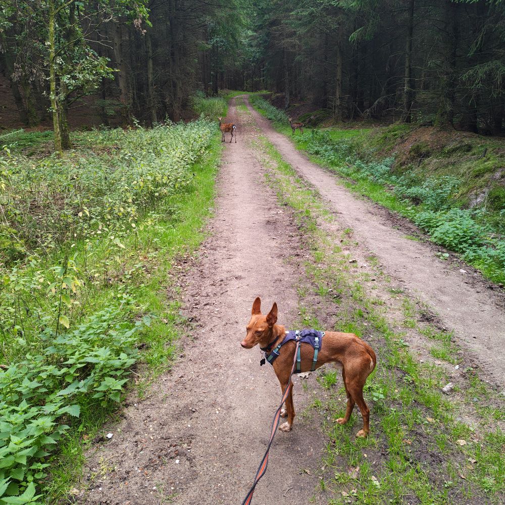 Søger andre med usikre hunde