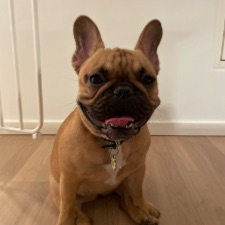 Søger hunde legekammerat 