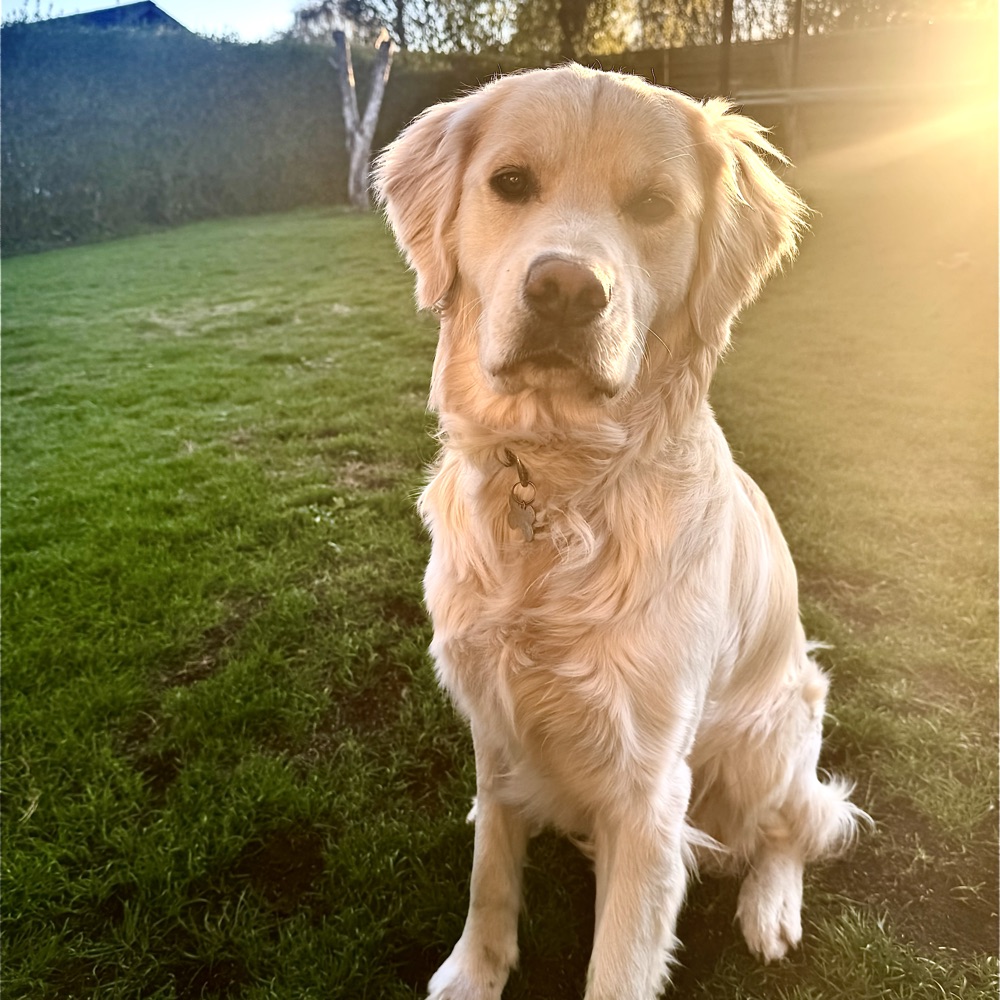 Hundevenner🐶