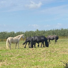Ridevenner til skovtur søges. 