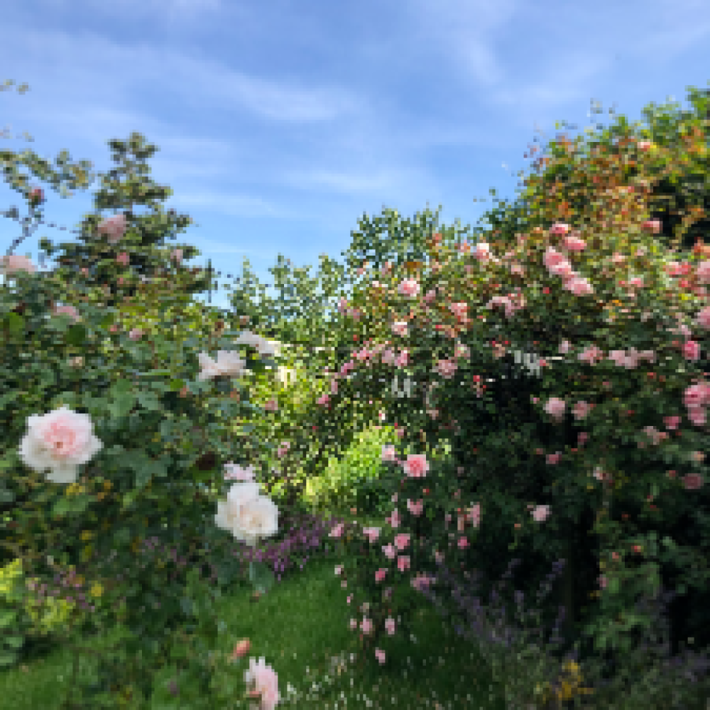 Havevenner søges🌸