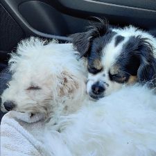 Gå tur m.SMÅ HUNDE i Frederiksværk.