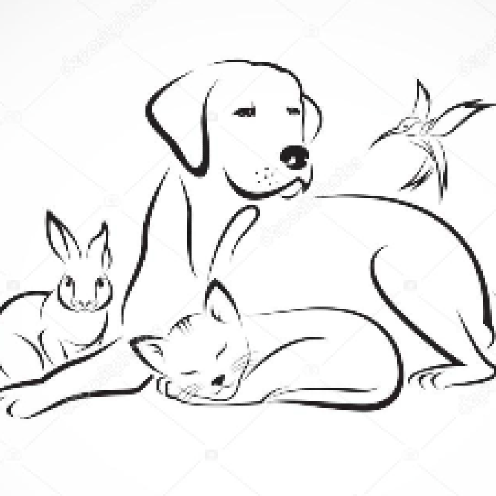 Hunde/katte/kanin pasning tilbydes 