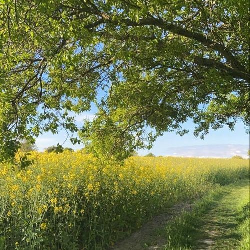 Walk and talk, fællesskab og hygge