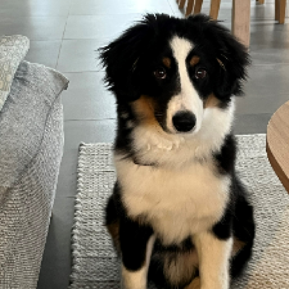 Søger selskab til gåture med hund