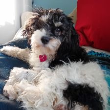 søger venner og veninder