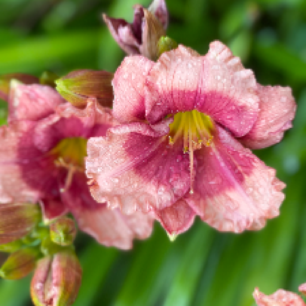 Haveven/veninde søges .. 