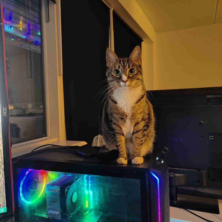 ✨Gaming & IRL venner søges.✨