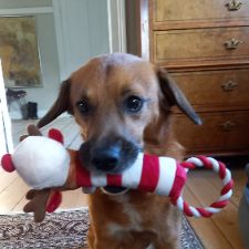 Hundepasser