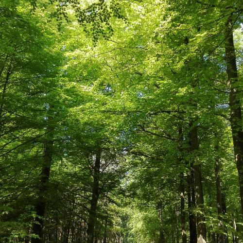 Social lattermild væsen 