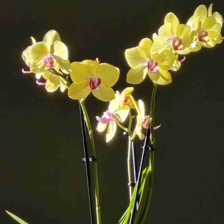 Glade jævnaldrende kvinder