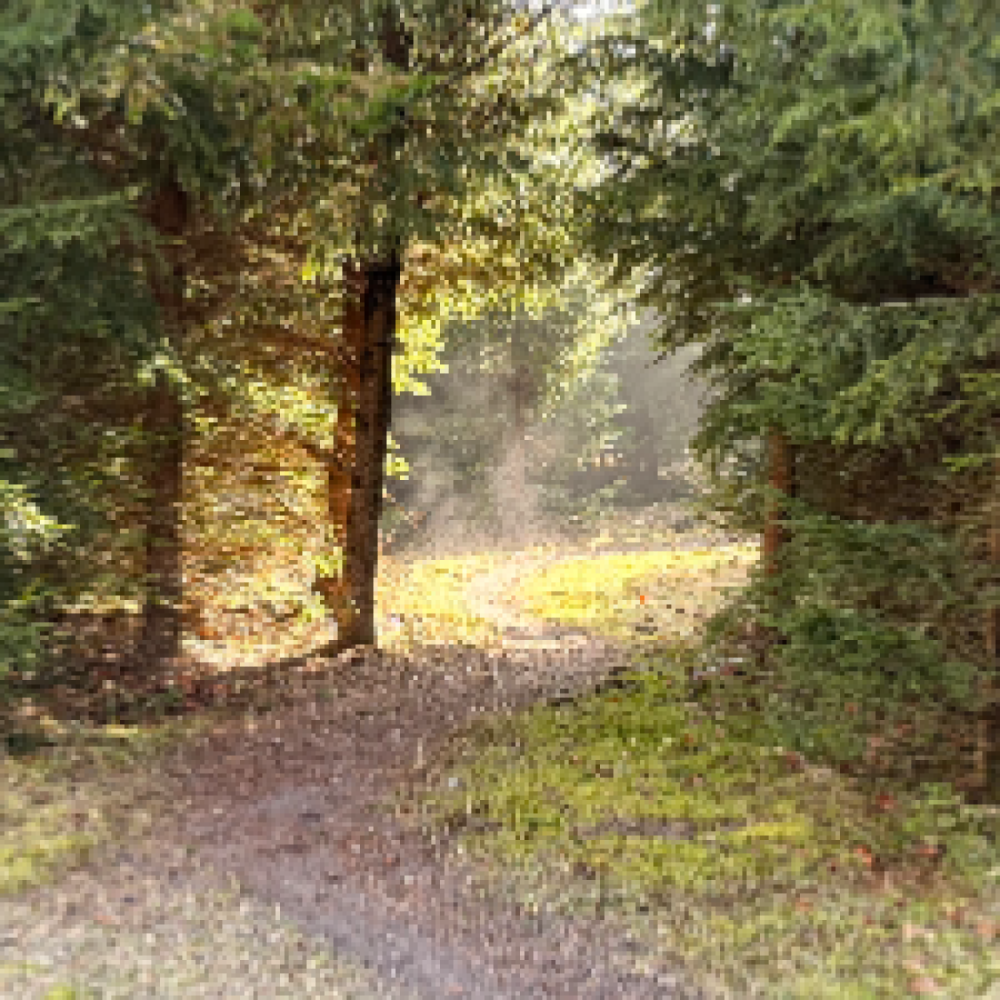 Søger selskab til gåture mv.