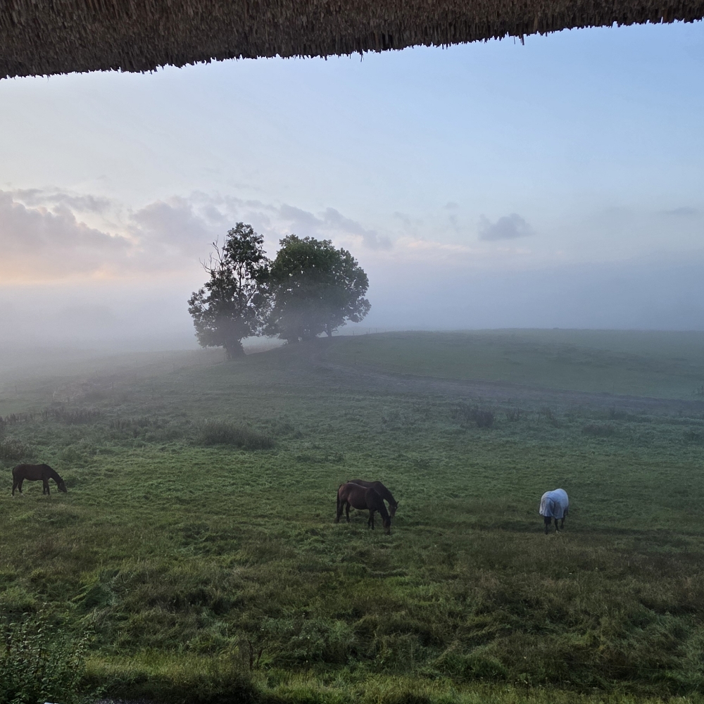 Liv, latter, lidt rødvin – sådan ca
