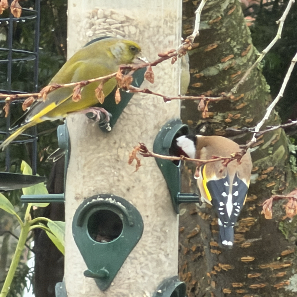 Haveven, inspiration og hygge 