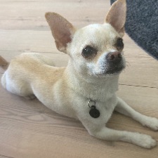Legekammerat til Charlie