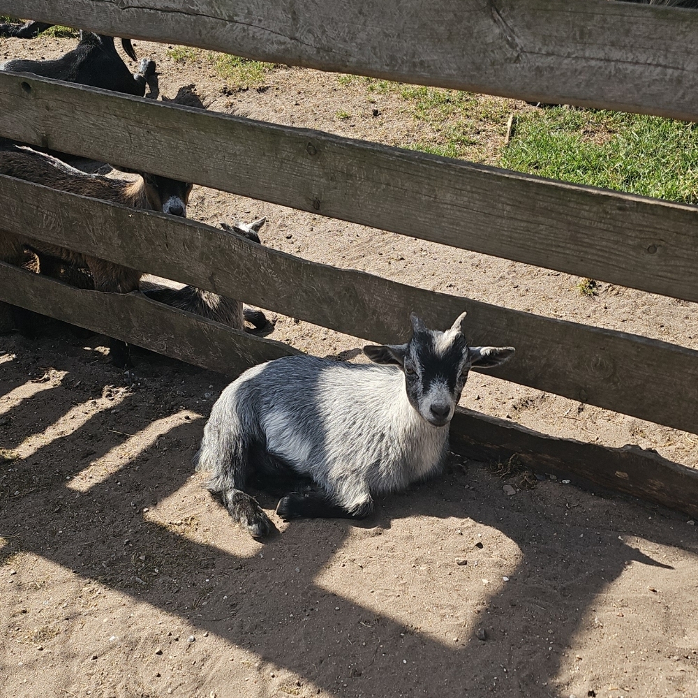Venner / Veninder søges 