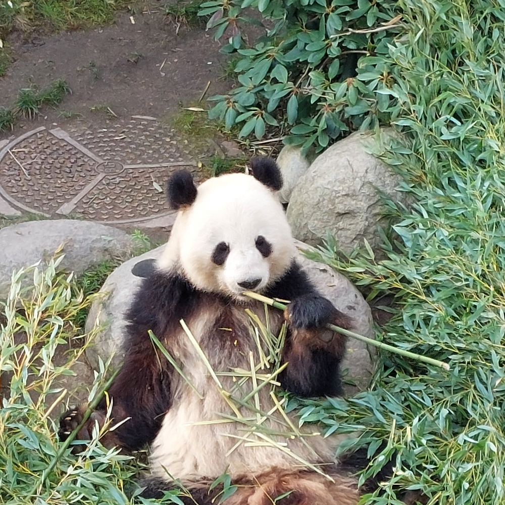 2026, nye veninder søges, Vanløse