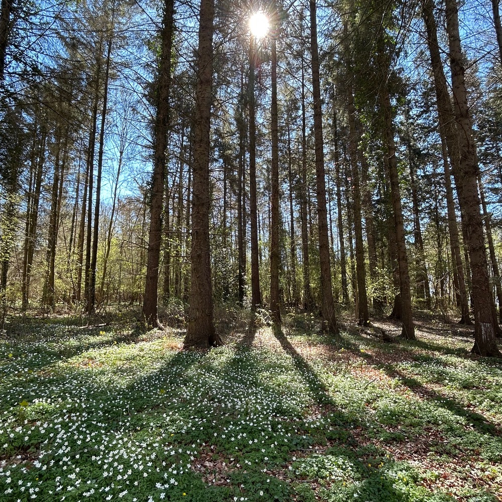Fællesskab i naturen 