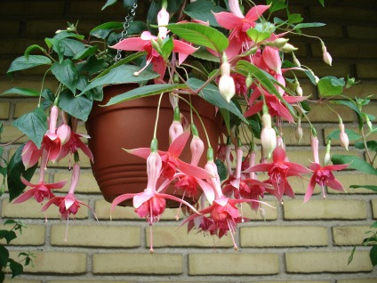 Fuchsia Klubben Cascade - Frederiksværk 