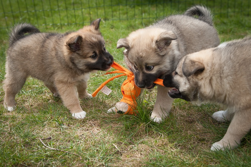 Islandsk Fårehundeklub