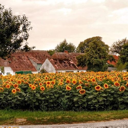 Ærø Turist- og Erhvervsforening