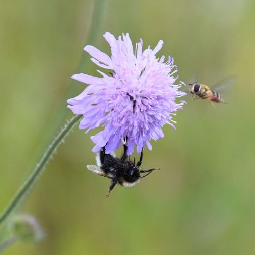 Vennekredsen - Bangsbo Botaniske Have