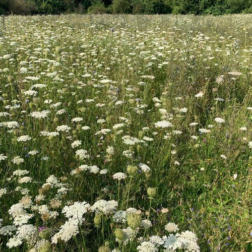 Søger venner/veninder