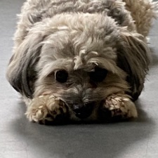 Hundepasser 