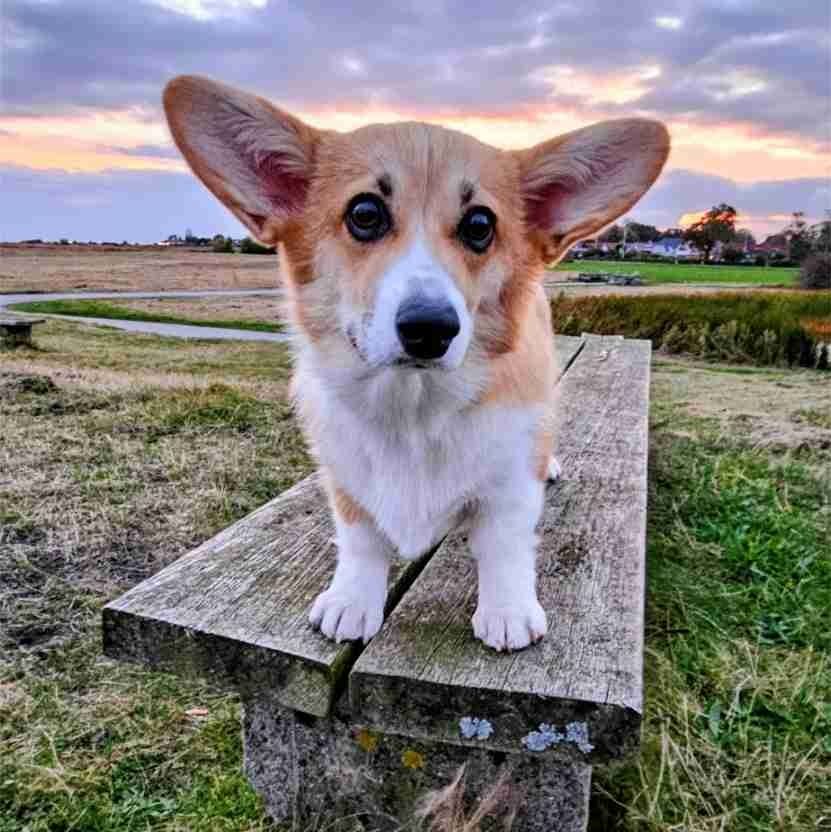 Nørdede venner og hundegåture