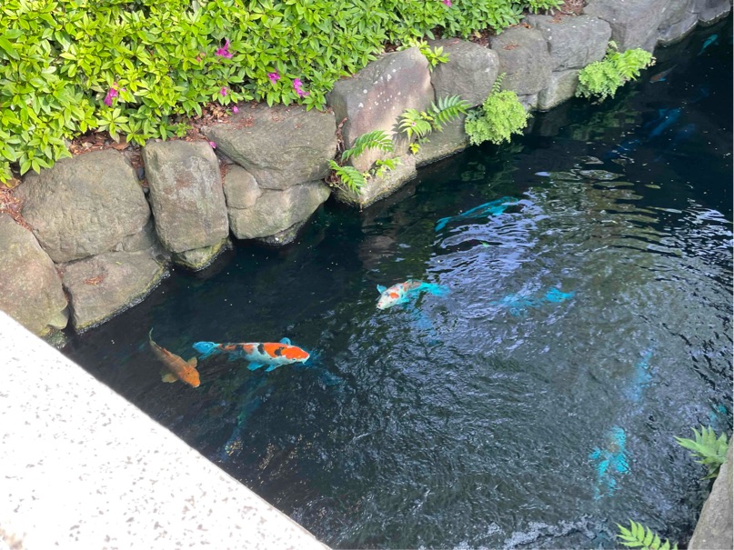 Svømning i Næstved