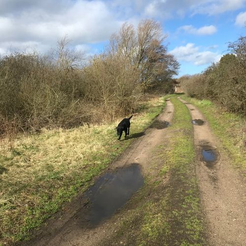Hundeven i Vangede søges