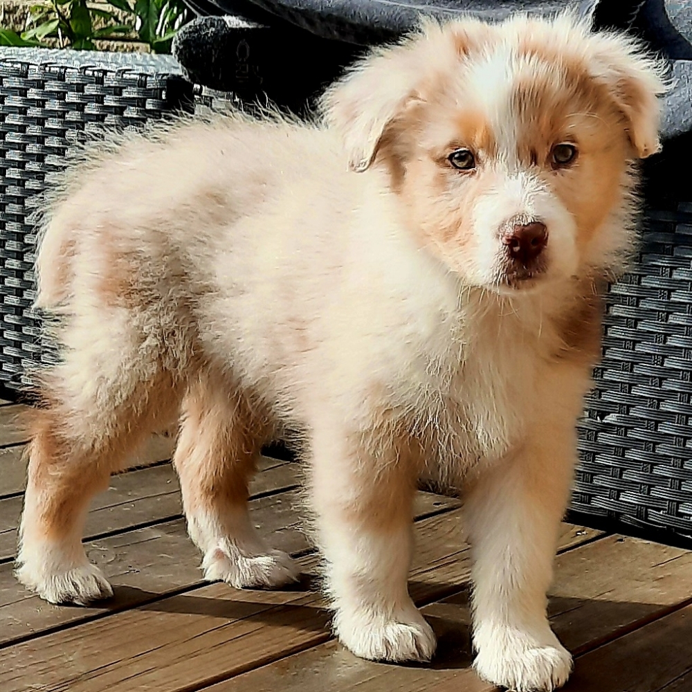 Hvalpeleg - mellem hunderace