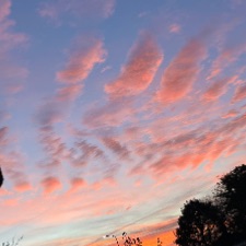 Naturen og gåture i skoven 