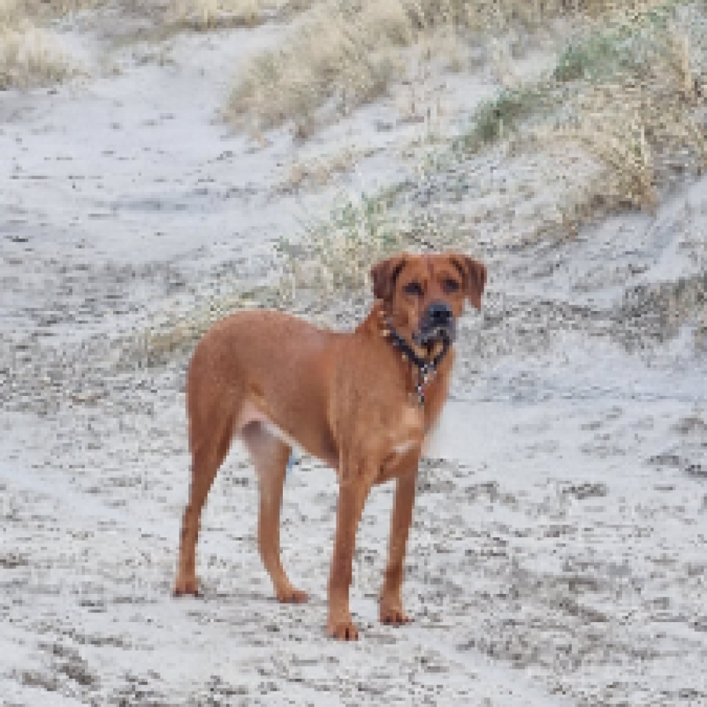 tysker i danmark ;-)